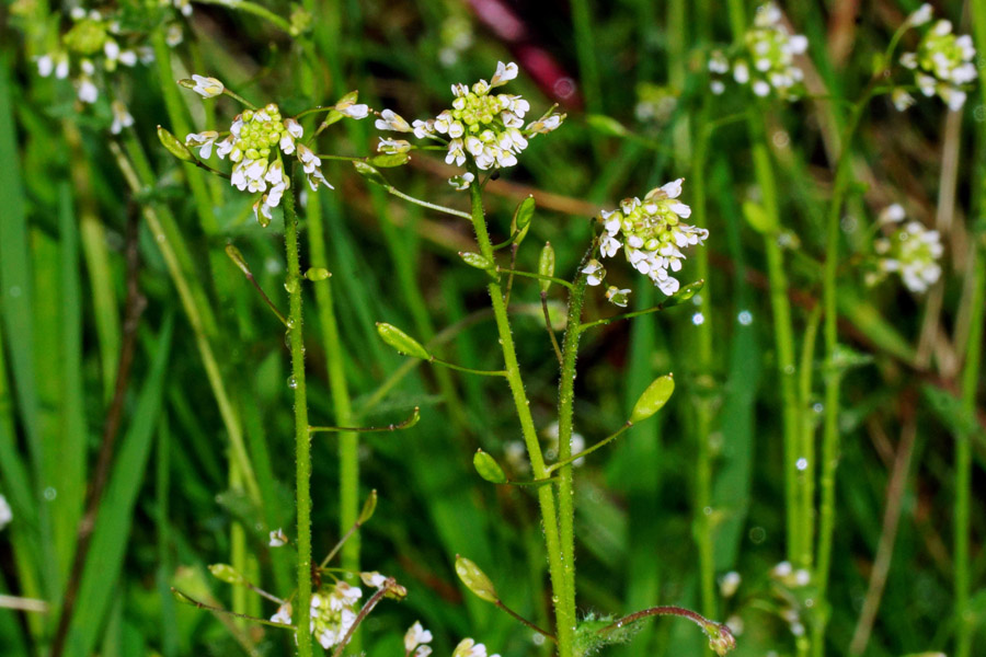 Draba muralis / Draba dei muri